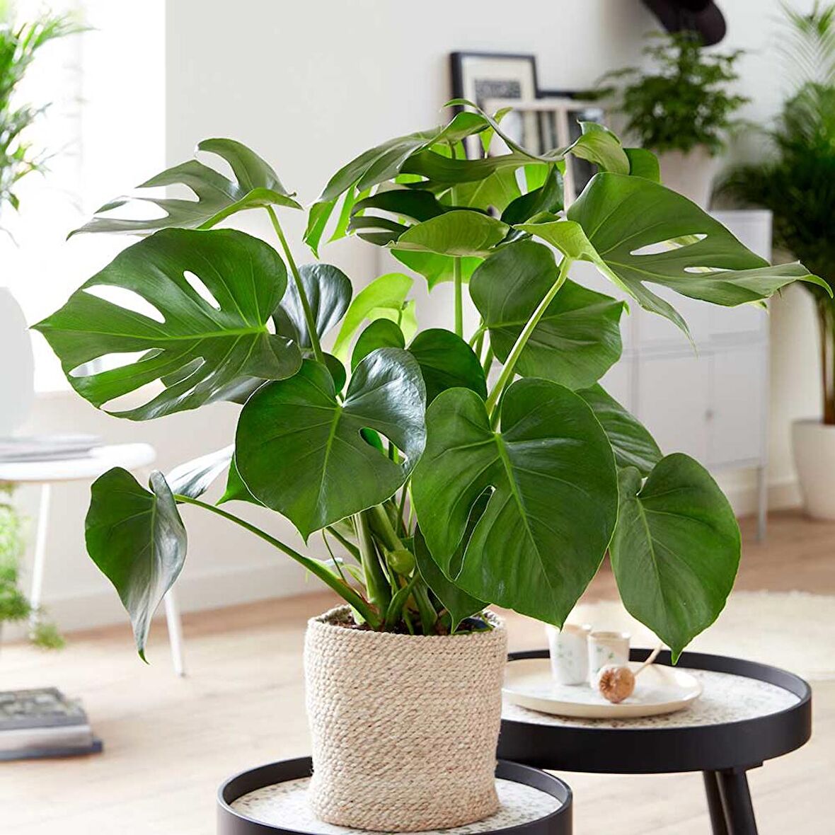 Monstera -  Deve Tabanı 60-80 cm