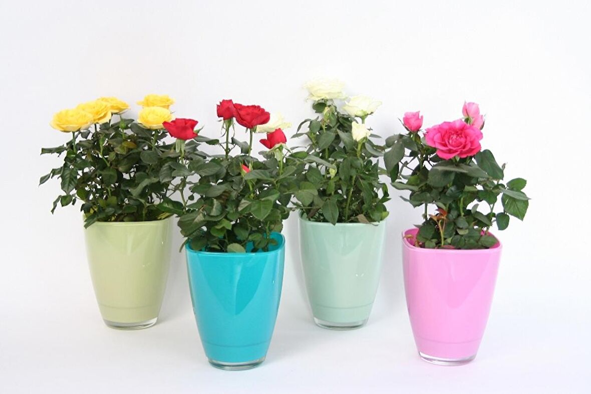 Mini Gül – Minyatür Saksı Gülü 10 Adet Karışık Renklerde
