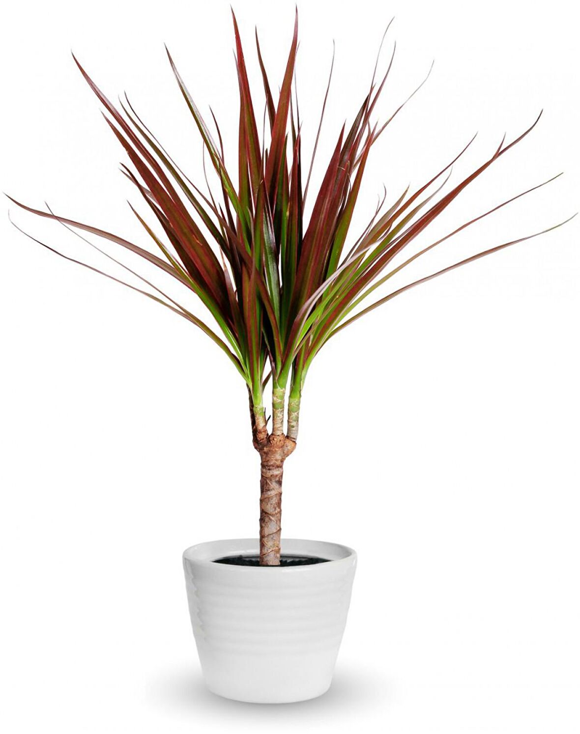 Madagaskar Dragon Ağacı – Dracaena Marginata - Tek Gövdeli Bordo