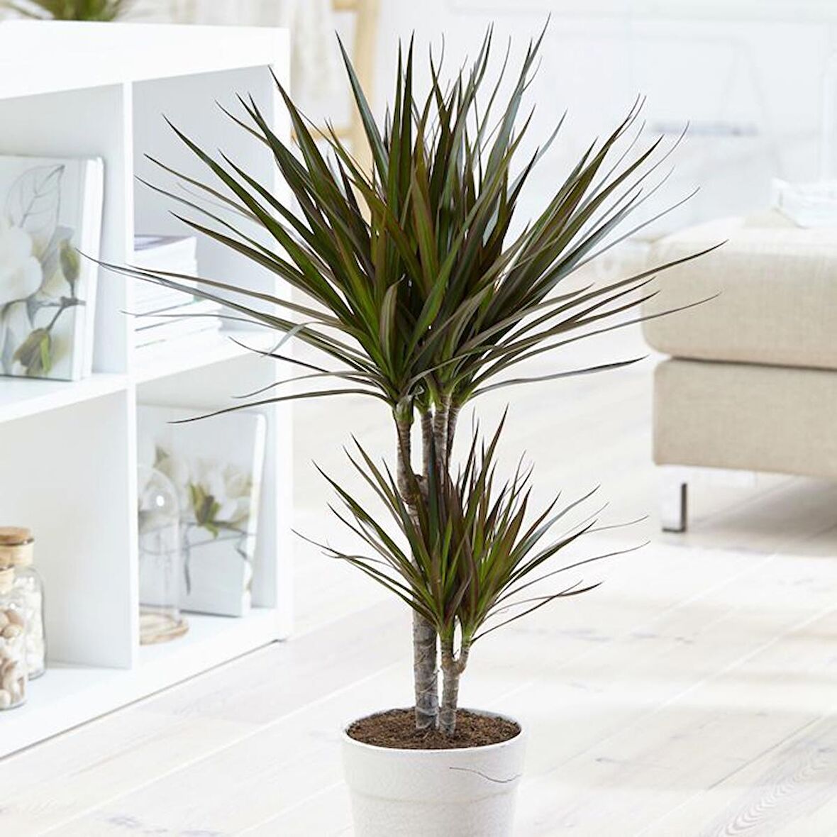 Madagaskar Dragon Ağacı – Dracaena Marginata 2 Gövdeli Bordo