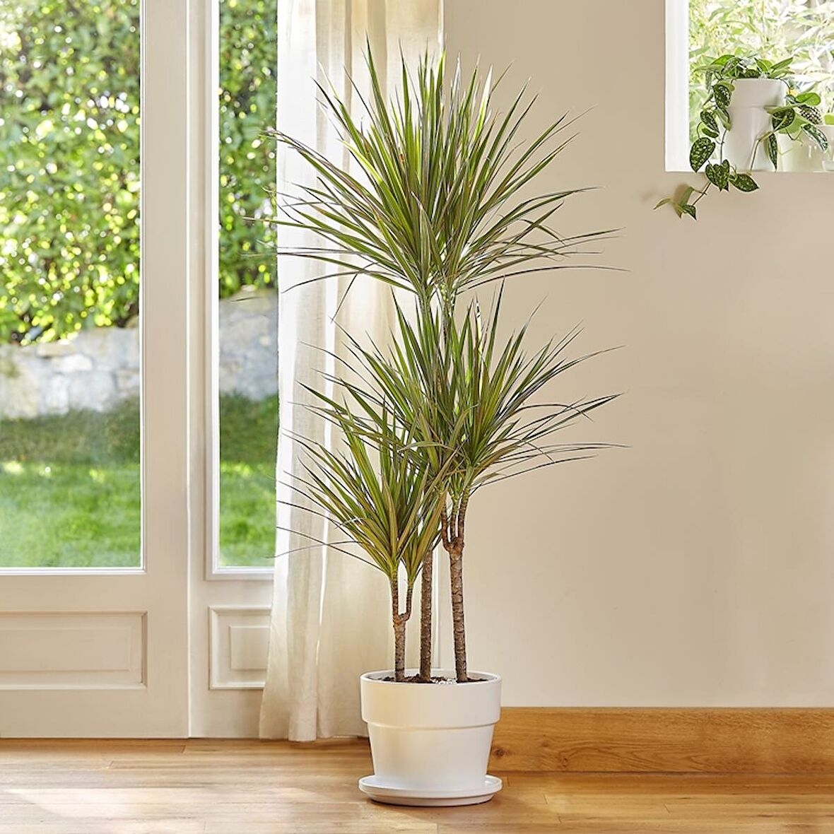 Madagaskar Dragon Ağacı – Dracaena Marginata 3 Gövdeli Yeşil