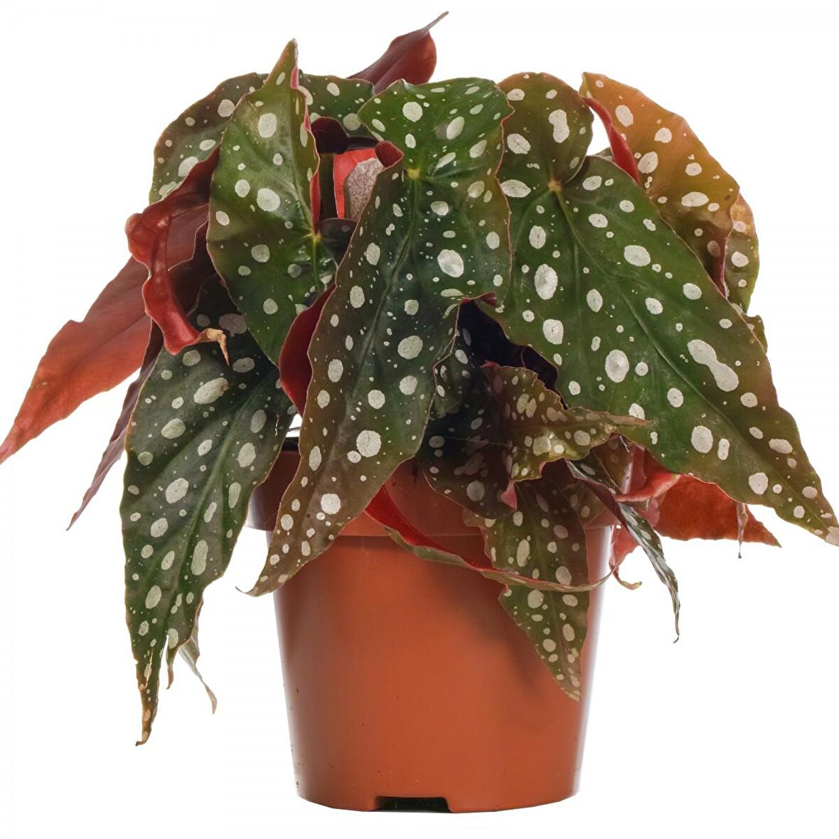 Çilli  Begonya – Begonia Maculata