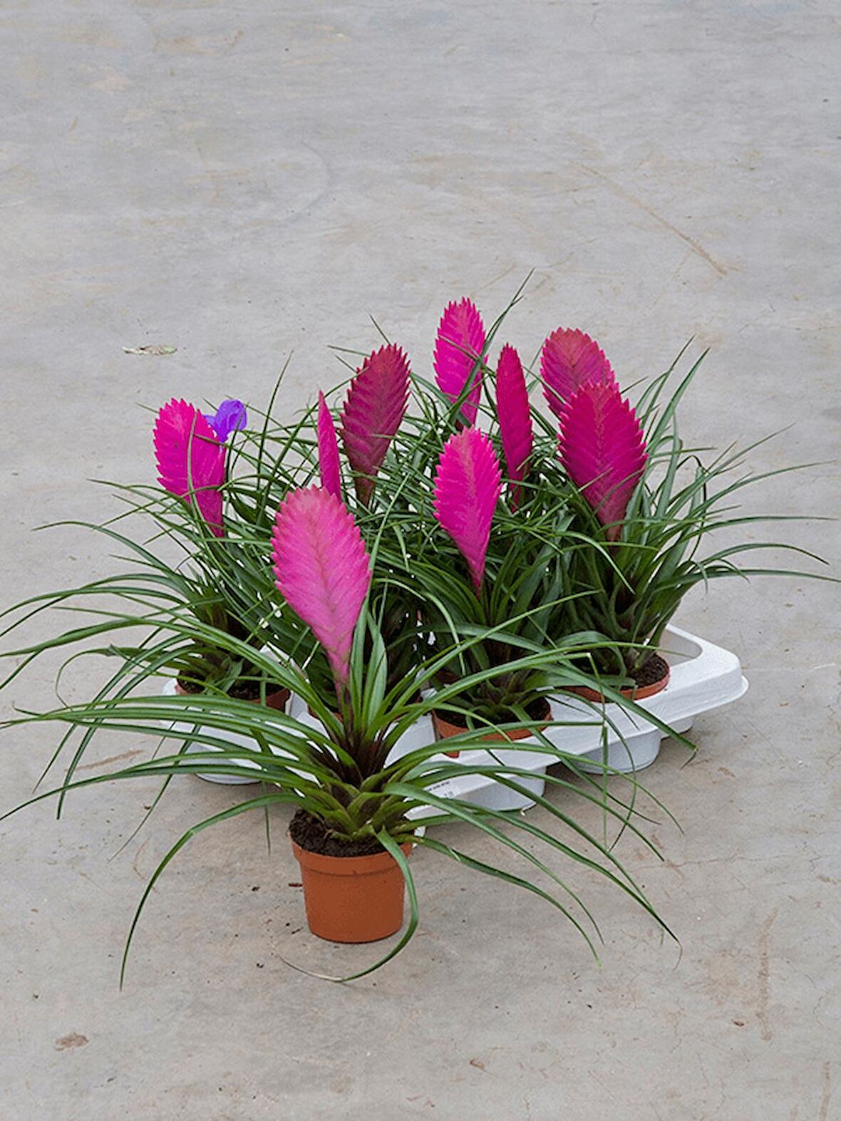 Hava Bitkisi (Tillandsia) Airplant 3 Adet