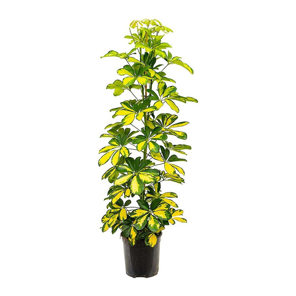 Şeflera( Alacalı ) – Şemsiye Ağacı 60-80 cm