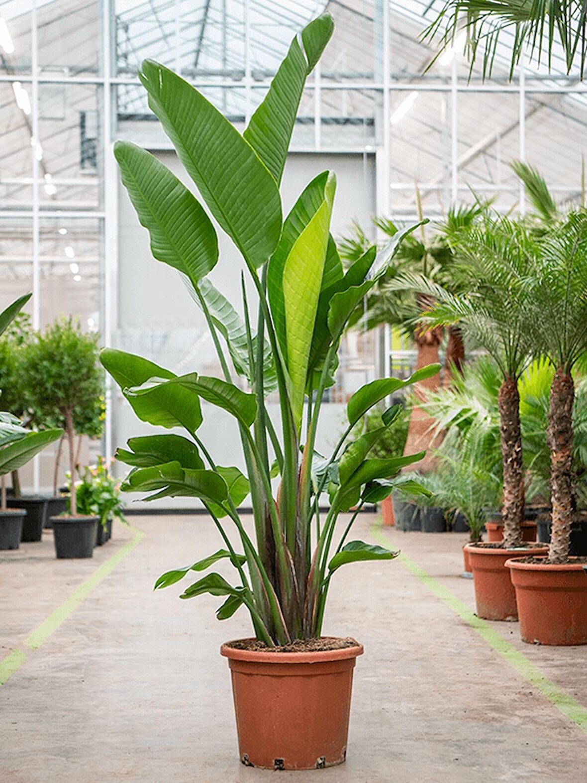 Starliçe (Cennet Kuşu Çiçeği) Strelitzia Nicolai 120 cm