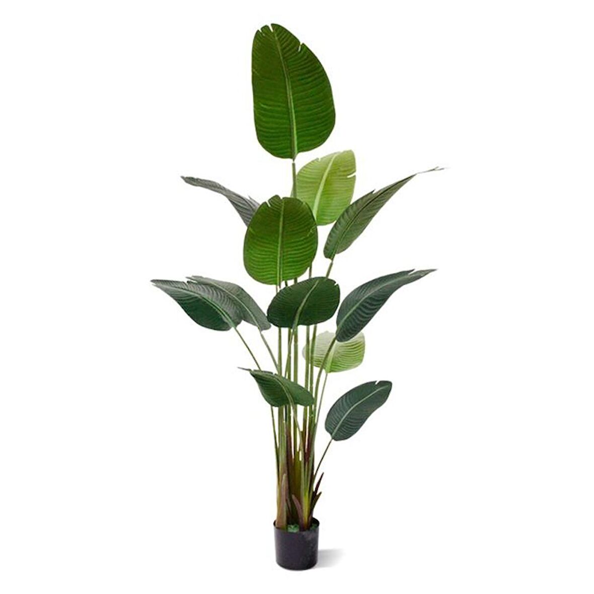 Starliçe (Cennet Kuşu Çiçeği) Strelitzia Nicolai - 80 cm 2 Adet