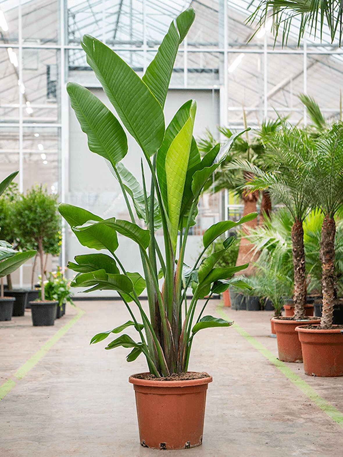 Starliçe (Cennet Kuşu Çiçeği) Strelitzia Nicolai 100 cm 2 Adet
