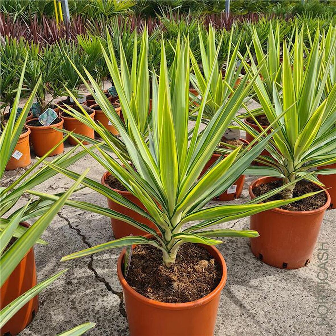 Yucca Jewel 40cm