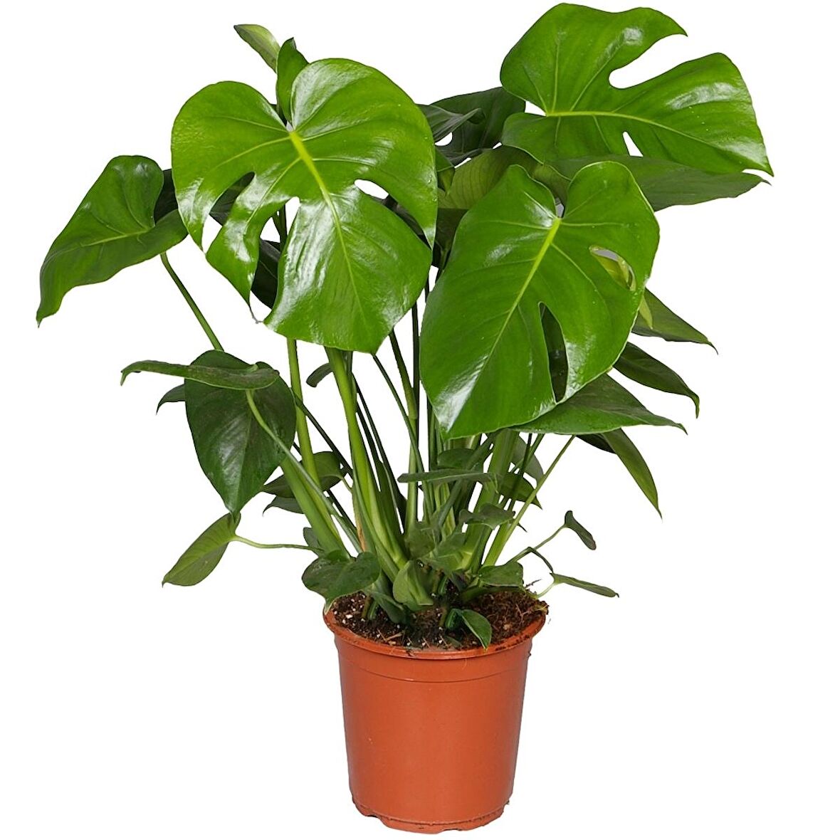 Monstera -  Deve Taban 40- 60 cm 2 Adet