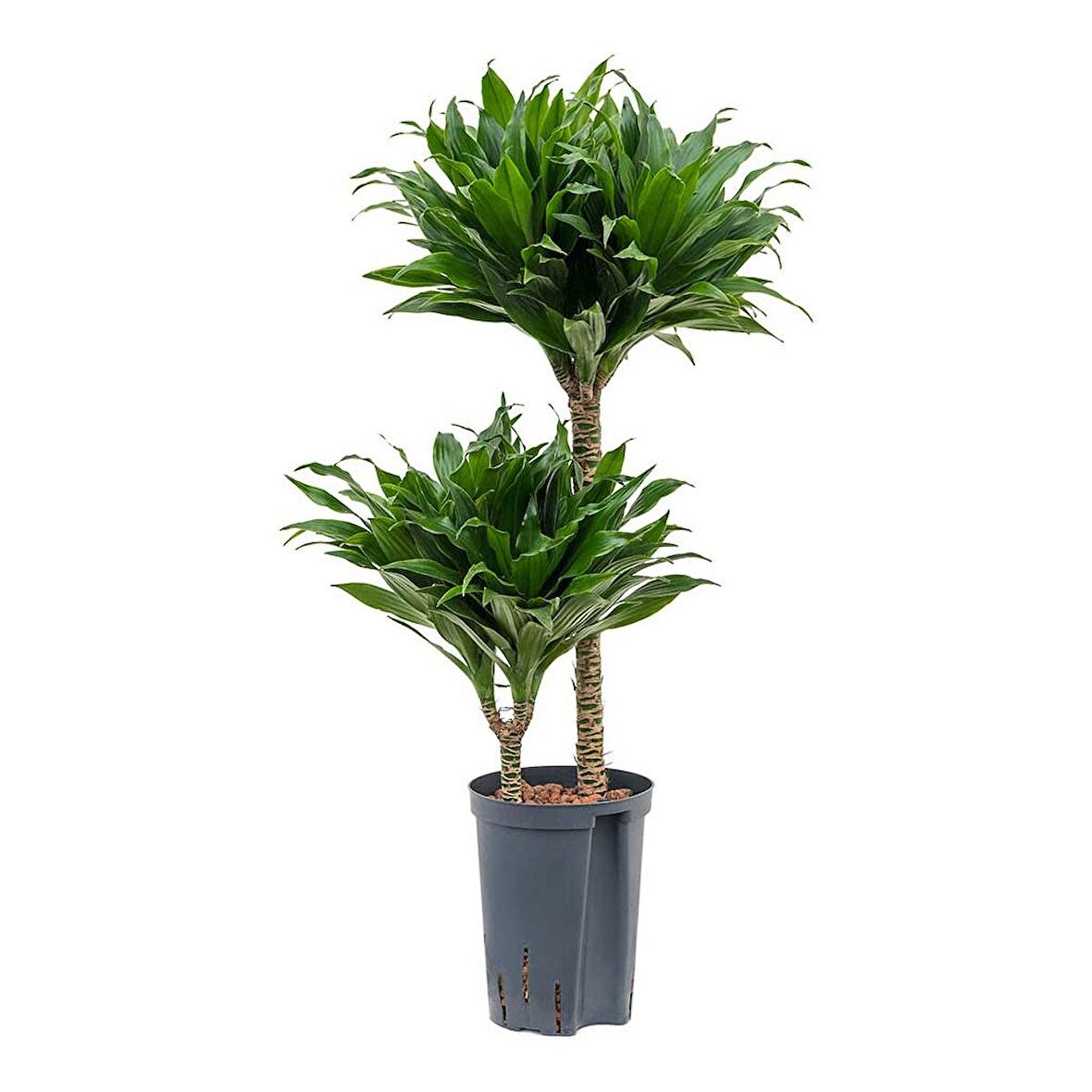 Draceana Compacta 2 Gövdeli