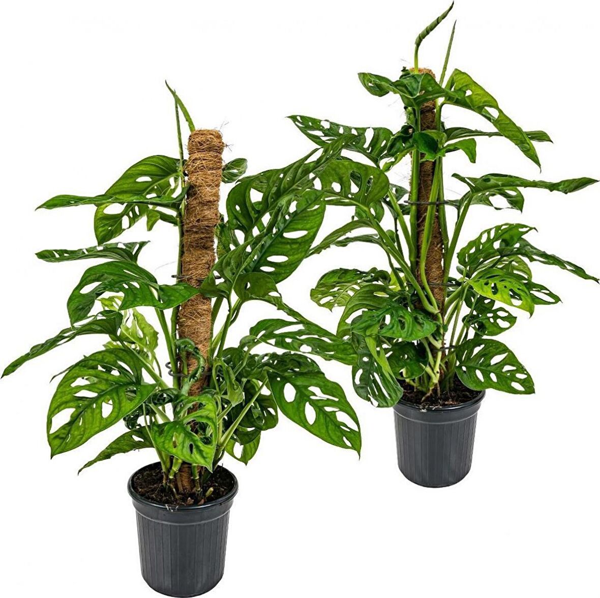 Delikli Devetabanı (Monstera Adansonii Monkey Mask) Sopalı 2 Adet