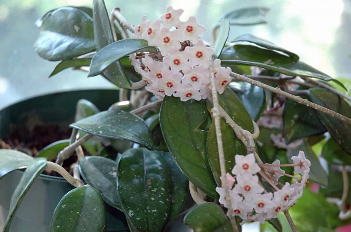 Mum Çiçeği – Hoya carnosa  Askılı Saksıda 2 Adet