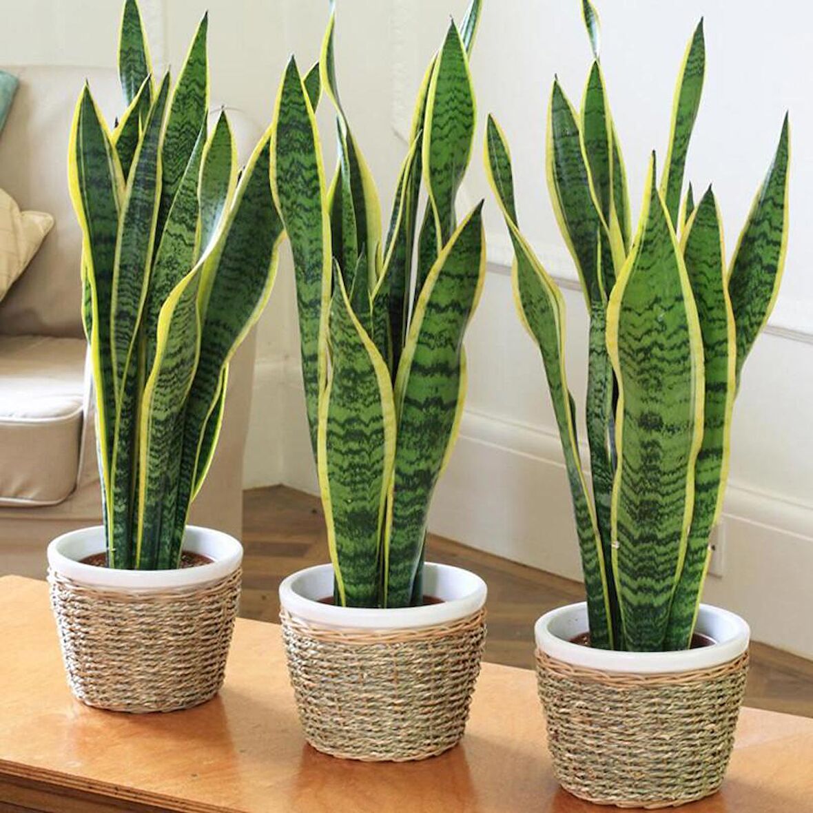 Paşa Kılıcı - Peygamber Kılıcı (Sansaveria trifasciata) 20 cm  3 Adet