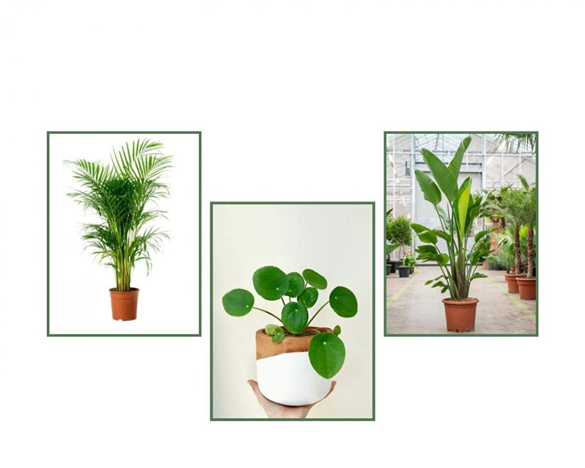 Starliçe & Areka & Pilea