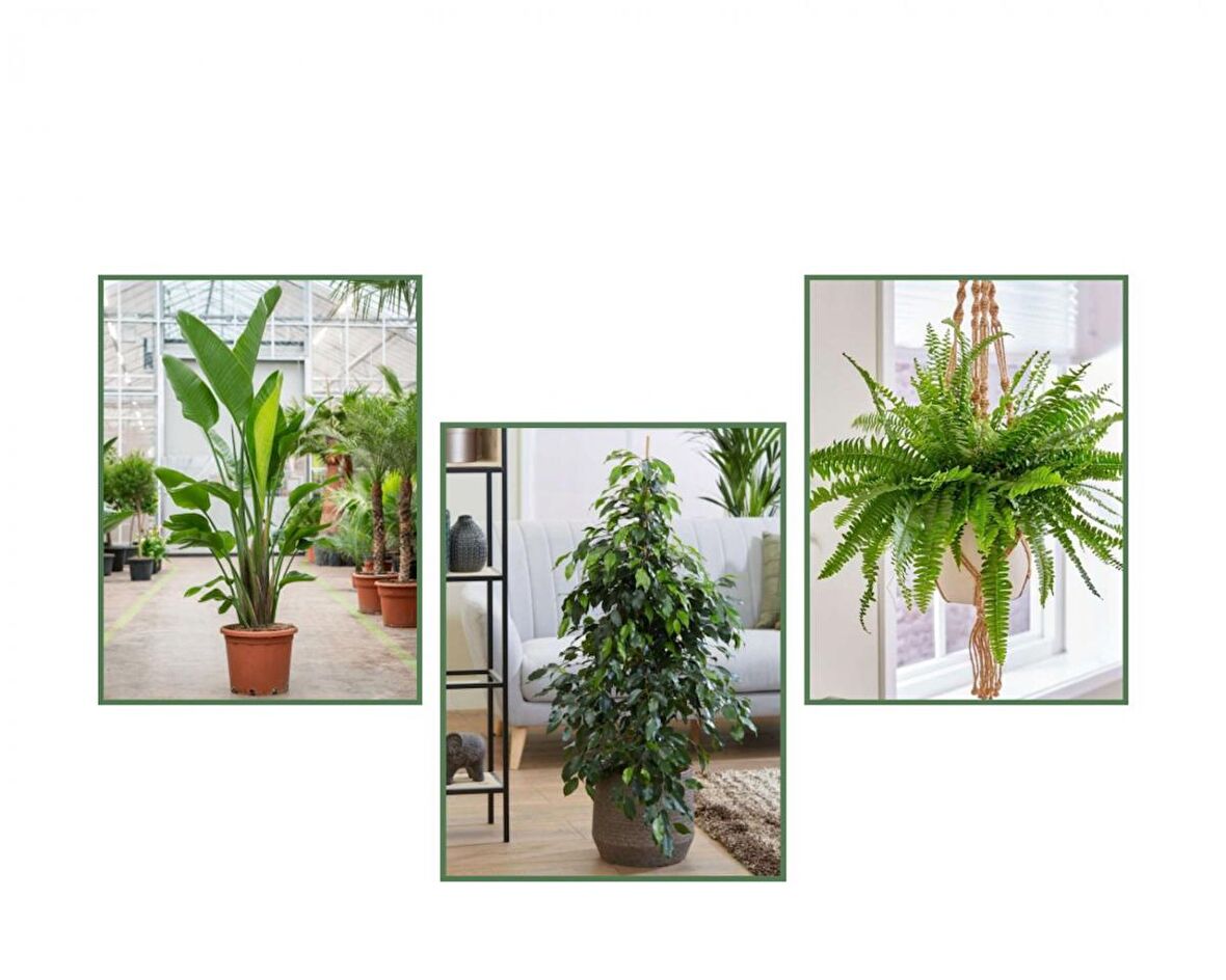 Benjamin & Starliçe & Aşk Merdiveni