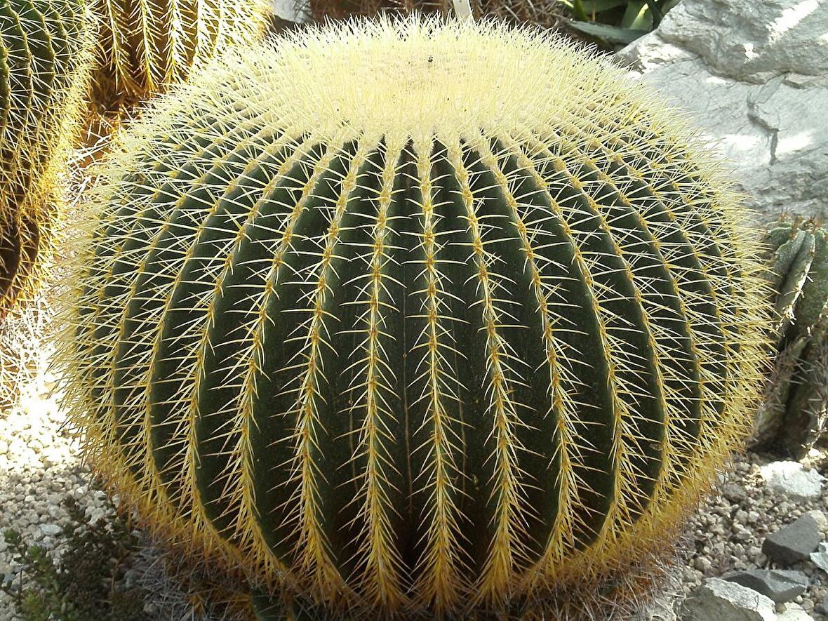 Altın Fıçı Kaktüsü – Echinocactus Grusonii 20-30 cm