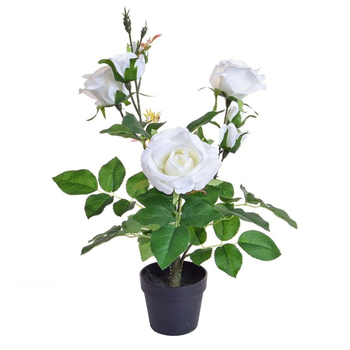 Yediveren Saksılı Beyaz Gül – 20-30cm
