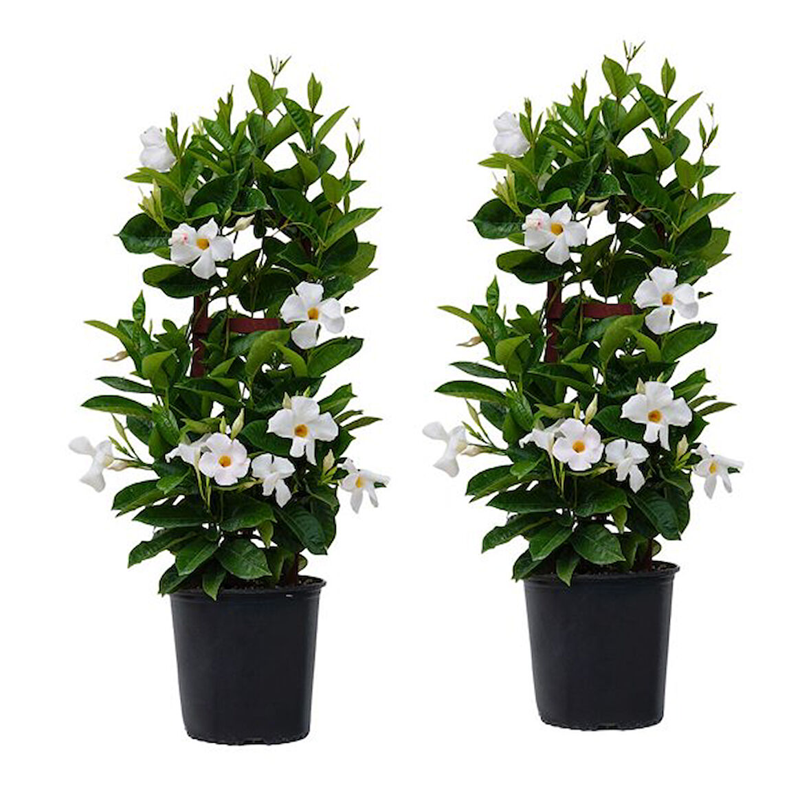 Mandevilla Sarmaşığı - Beyaz 80-100cm