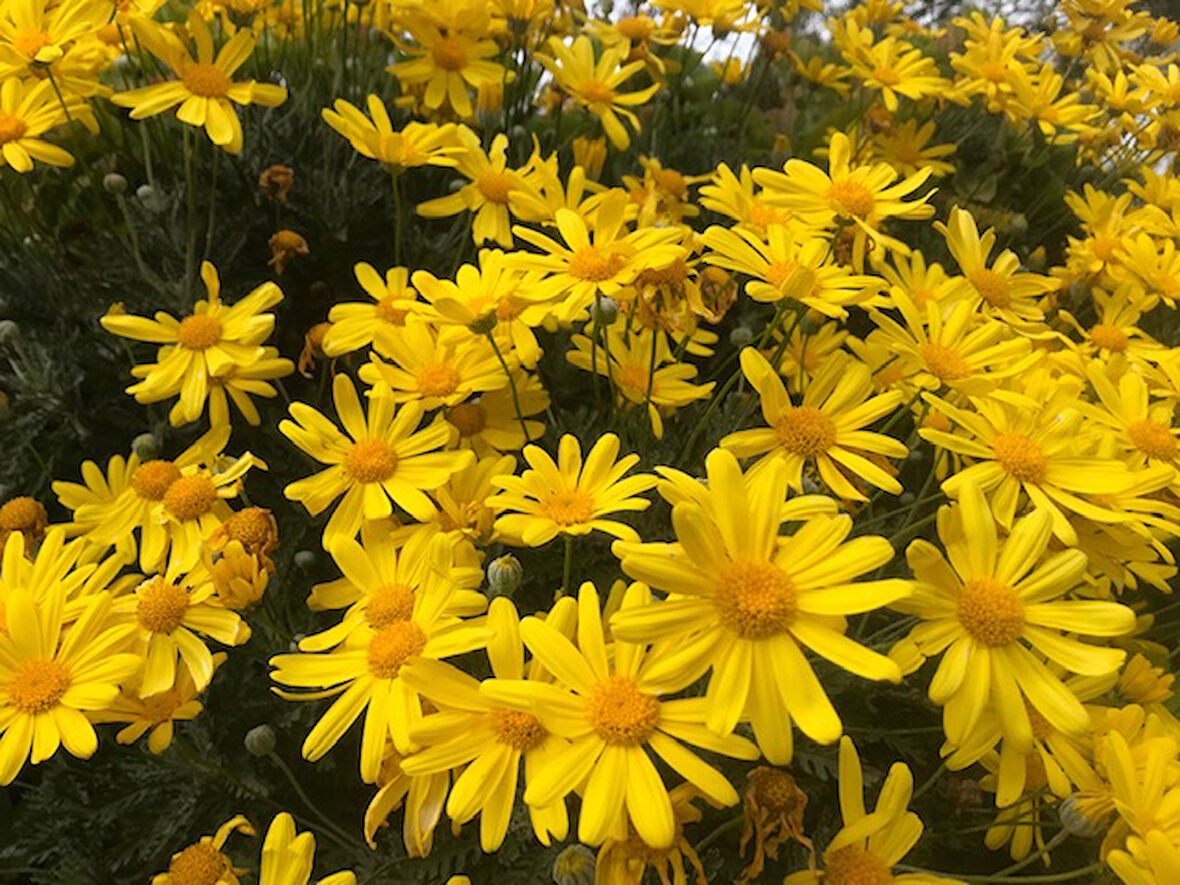 Sarı  Papatya (Europs) 10 Adet