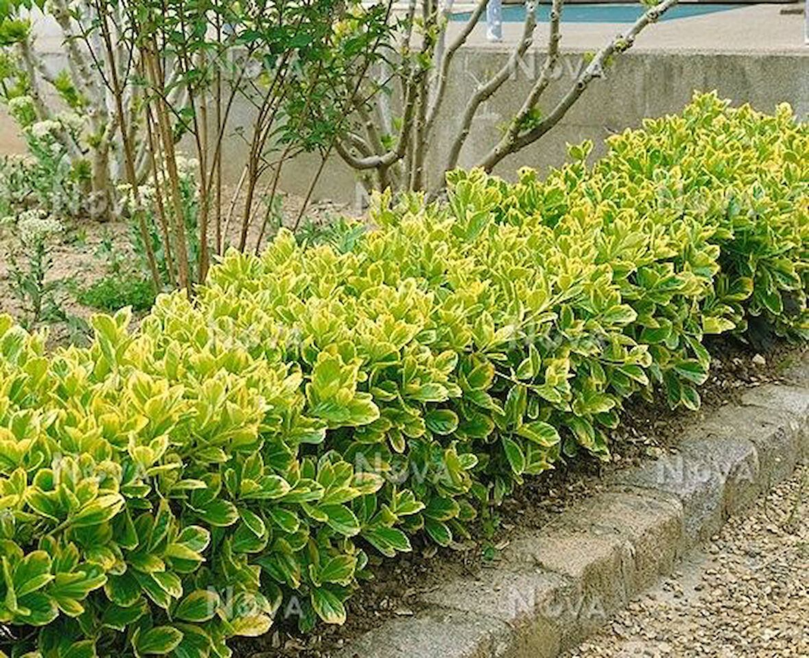 Gold Taflan (Euonymus Japonica Aurea)  Sarı Çit  Bitkisi 10 Adet