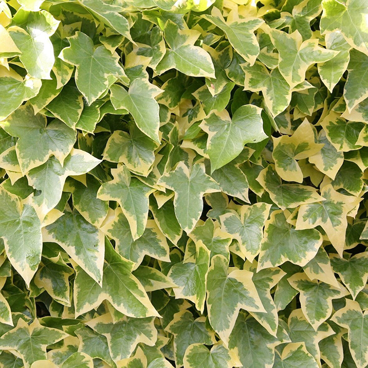 Alacalı Hedera – Orman Sarmaşığı 100 – 150 cm 2 Adet
