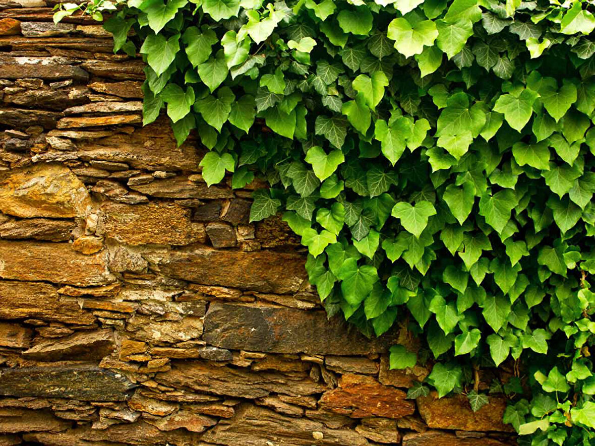 Hedera Helix – Orman Sarmaşığı 50 – 100 cm 3 Adet