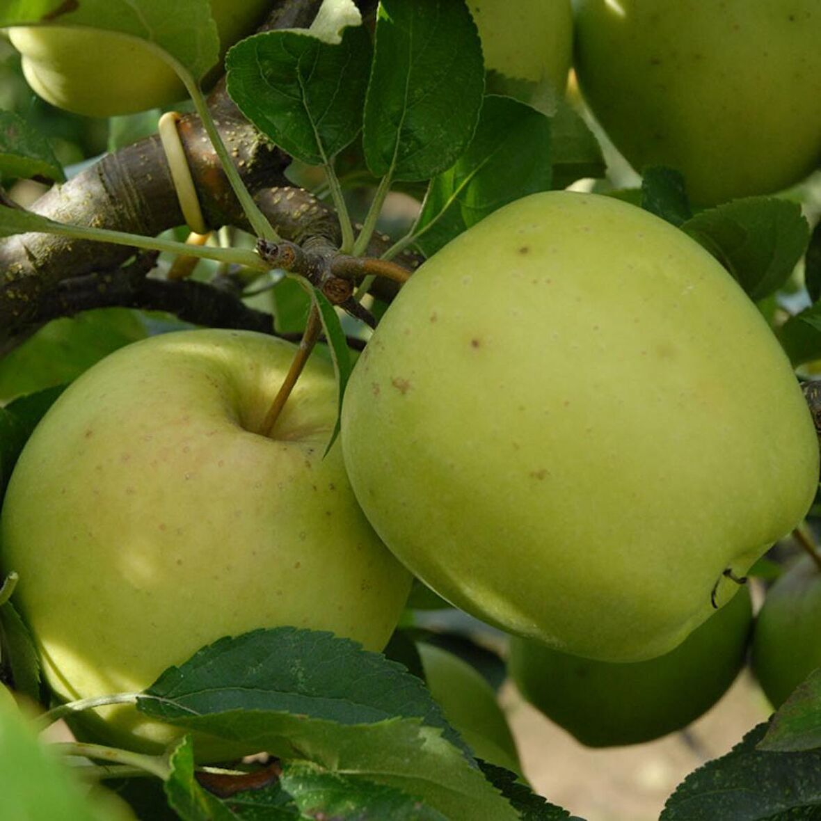Golden Delicious Elma Fidanı 3 Yaş Tüplü ve Aşılı
