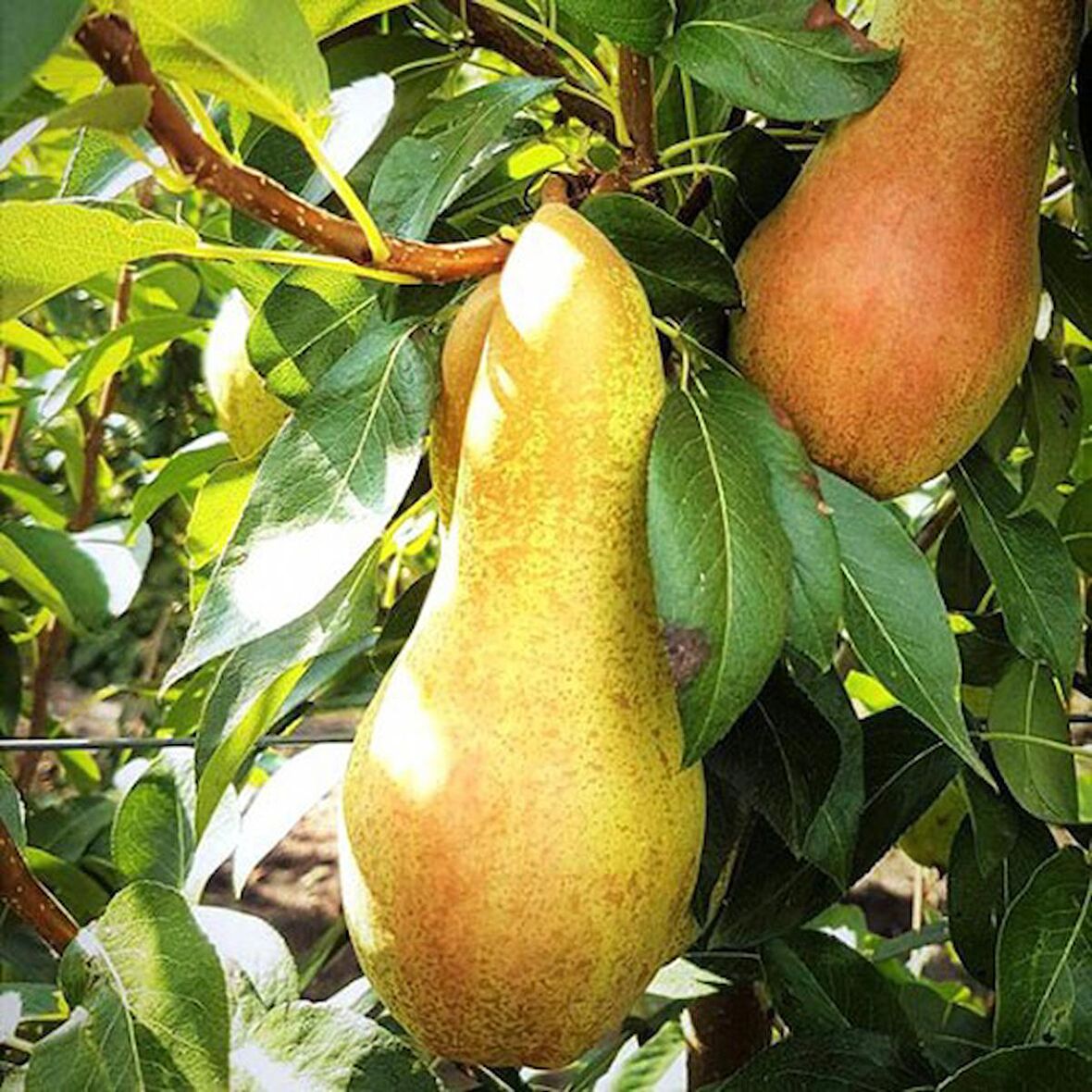 Abete Fetel Armut Fidanı 3 Yaş Tüplü ve Aşılı