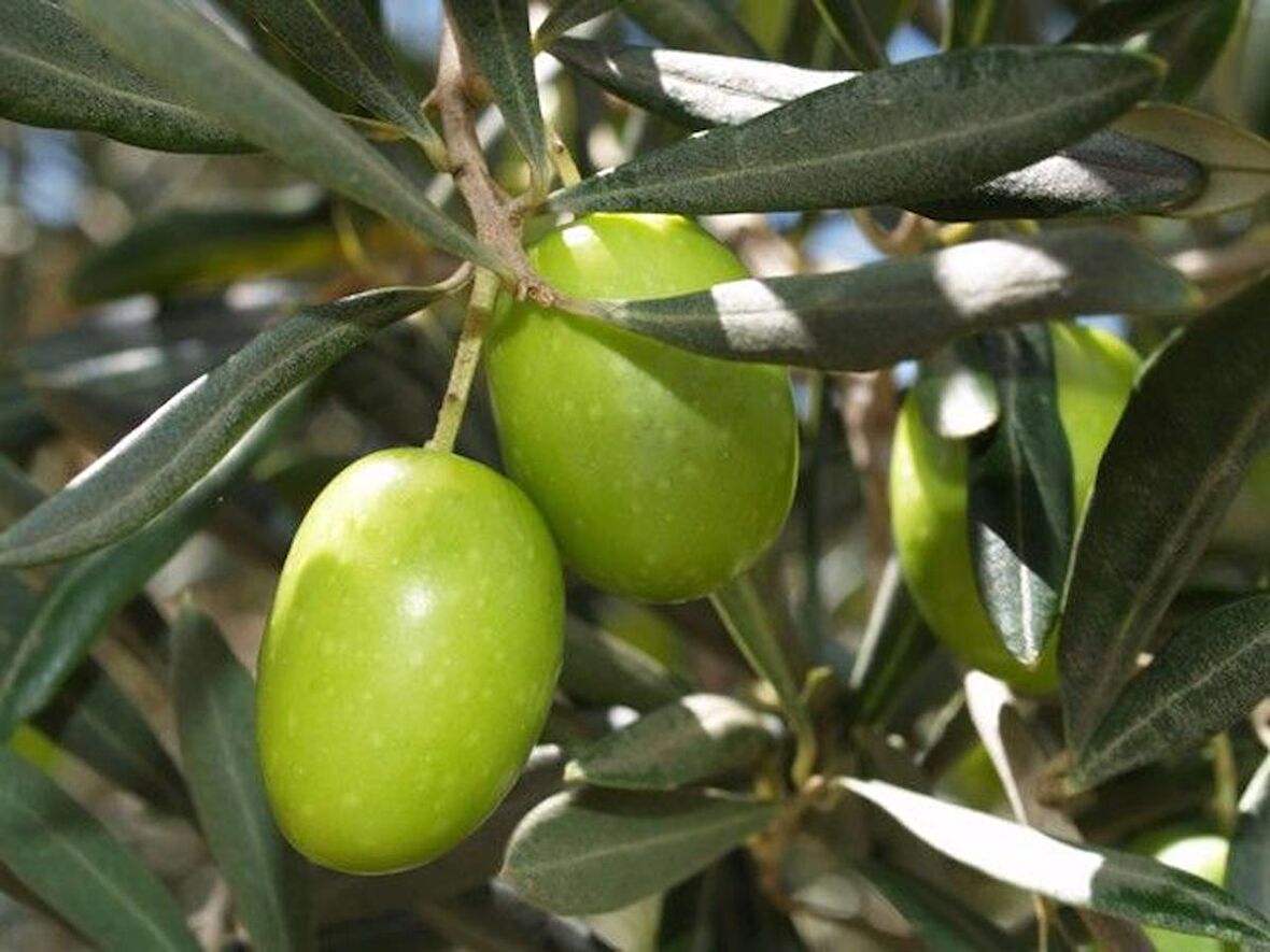 Zeytin (Gemlik) Fidanı Tüplü