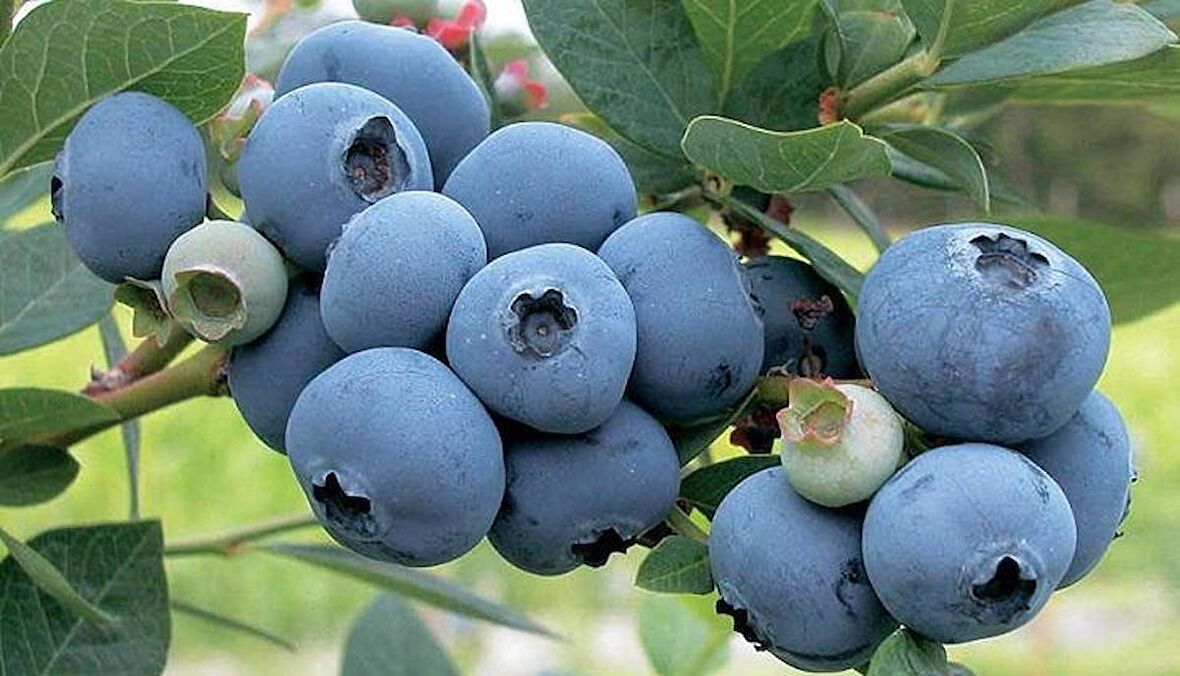 Yaban Mersini ( Blue Berry ) Fidanı