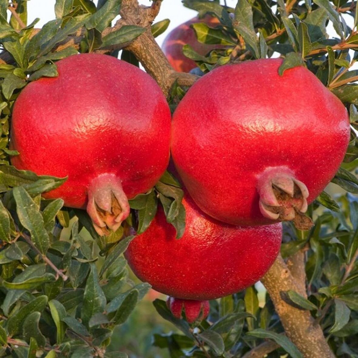 Hicaz Nar Fidanı Tüplü 3 Adet