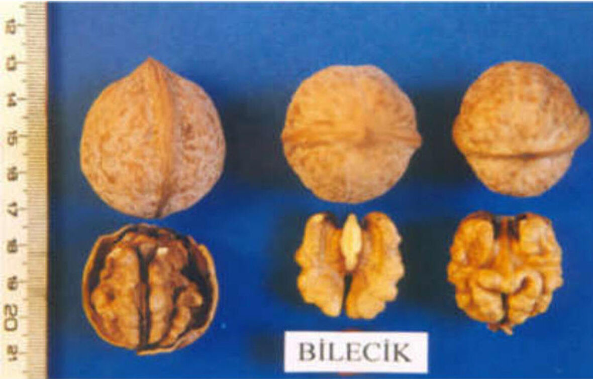 Bilecik Ceviz Fidanı 3 Yaş Tüplü ve Aşılı 5 Adet
