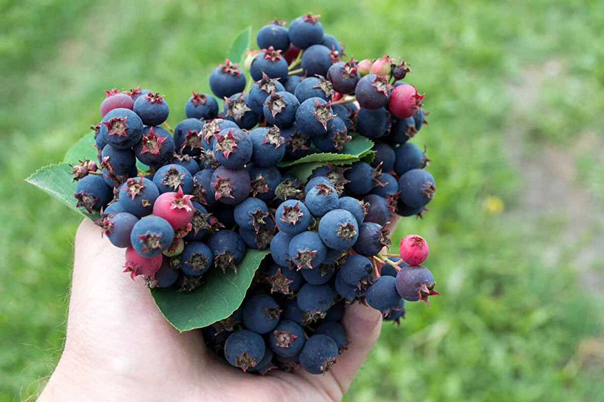 Saskaton Berry Fidanı 2 Adet