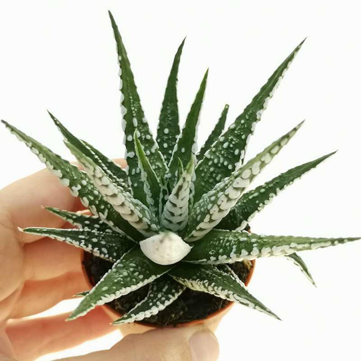 Haworthia Fasciata Zebra  10 Adet