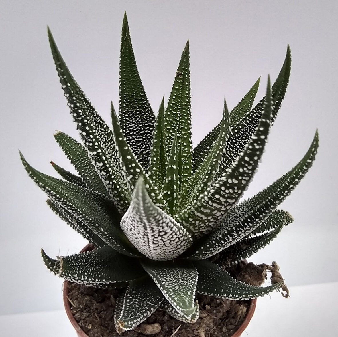 Haworthia Fasciata Concolor 10 Adet
