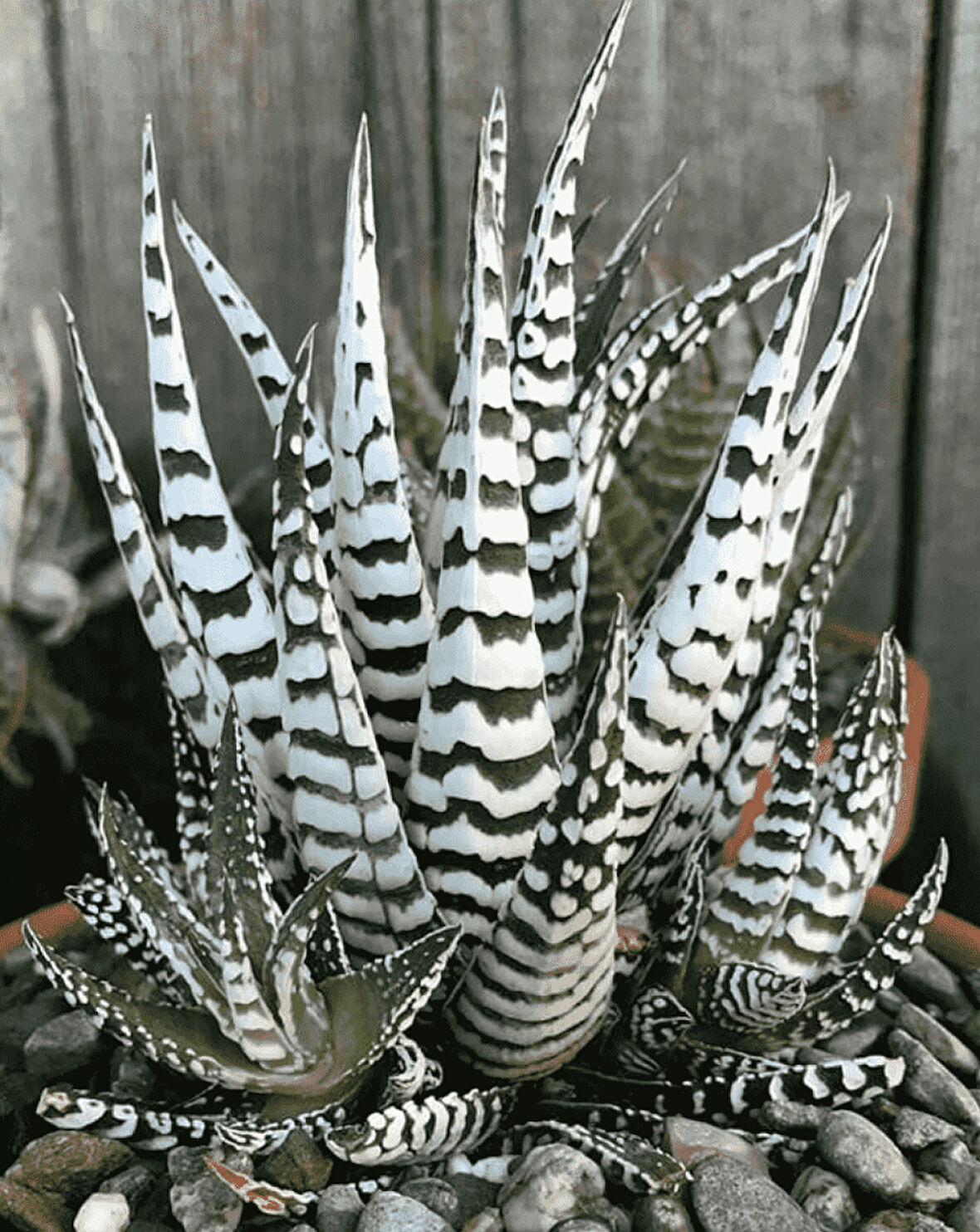Haworthia Attenuata (Albino) 15 Adet