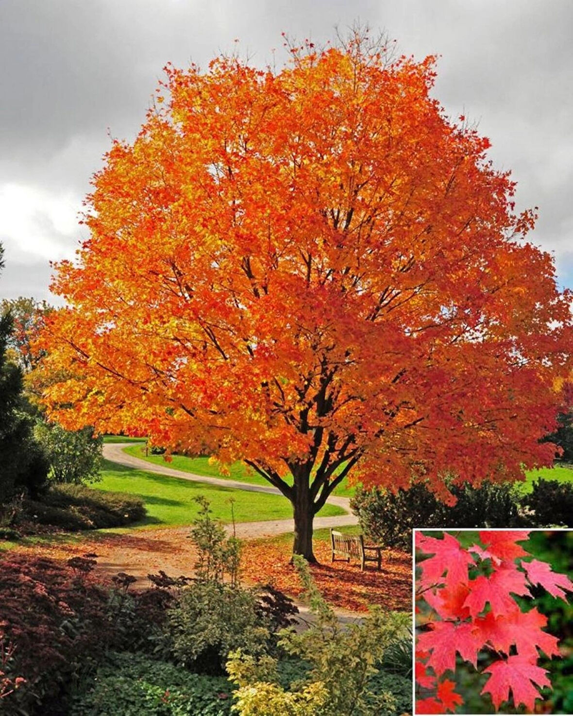 Acer saccharum - 2 Yaşında Saksılı Şeker Akçaağaç Fidanı | Sonbaharda Canlı Renkler Sunan Ağaç Fidanı