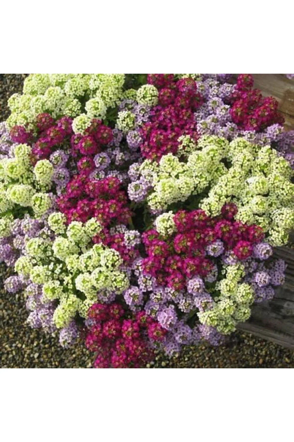 10 Adet Tohum Kraliyet Halısı Tohumu Alyssum Flower Tohumu Saksı Toprak Süpriz Hediye Tohum