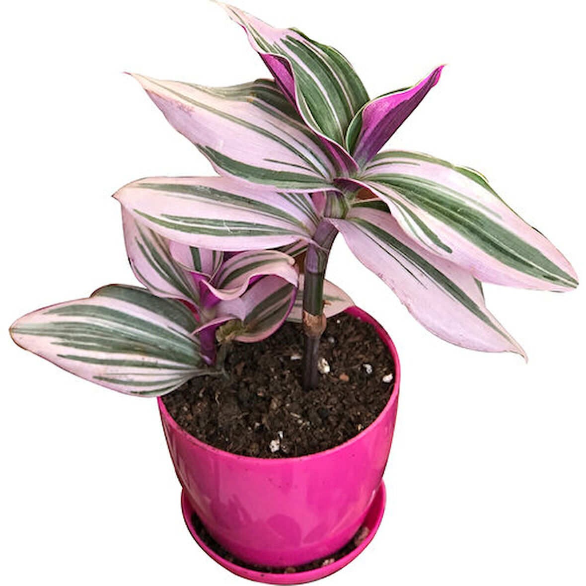 Zebrina Telgraf Çiçeği 10-20 Cm