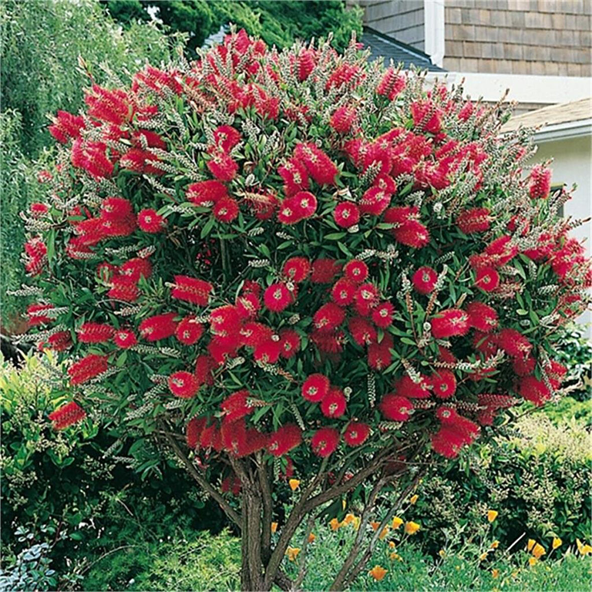 Fırça Çalısı Fidanı Callistemon Violaceus 30-60 cm