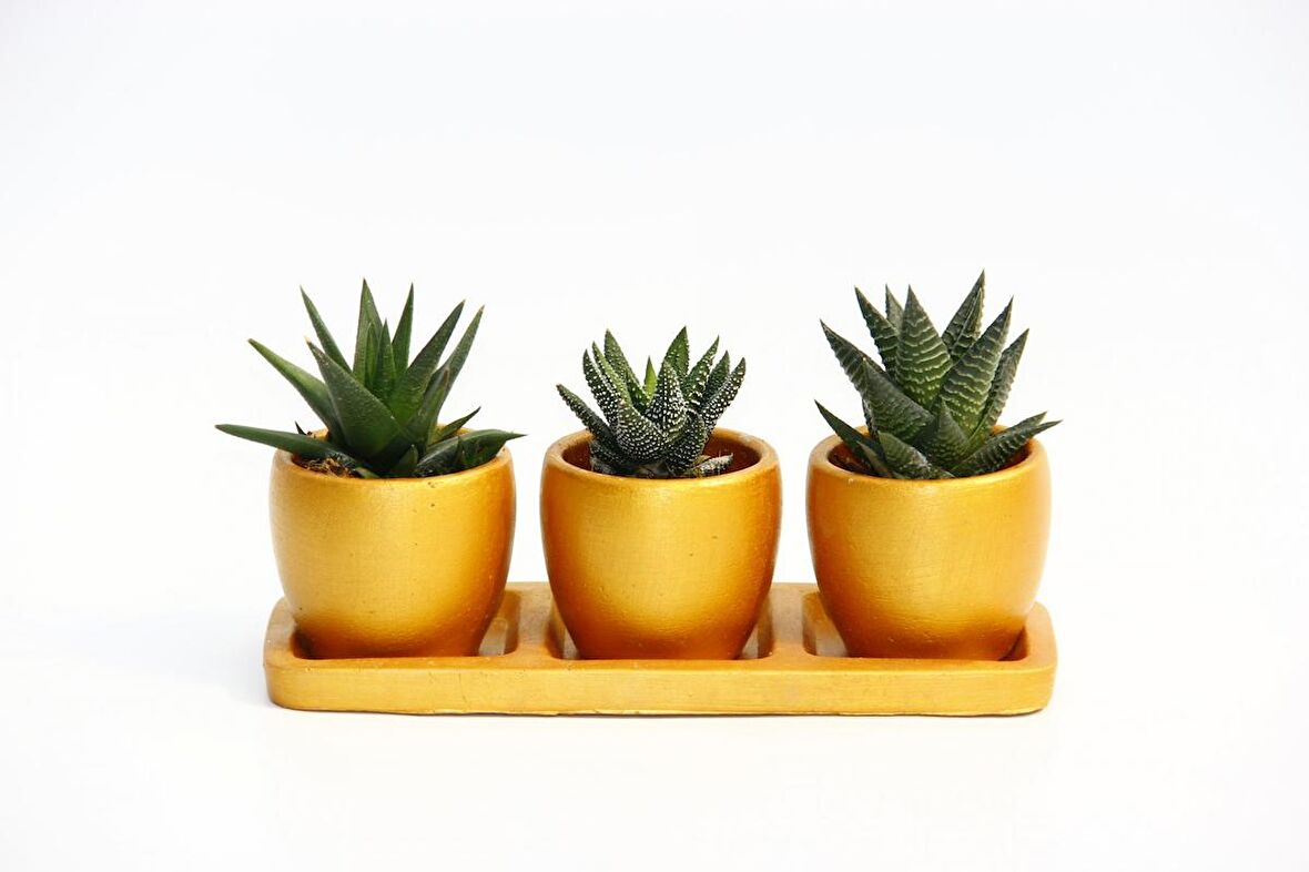 TRİO ORANGE HEDİYELİK SUKULENT SETİ - 3'lü Haworthia