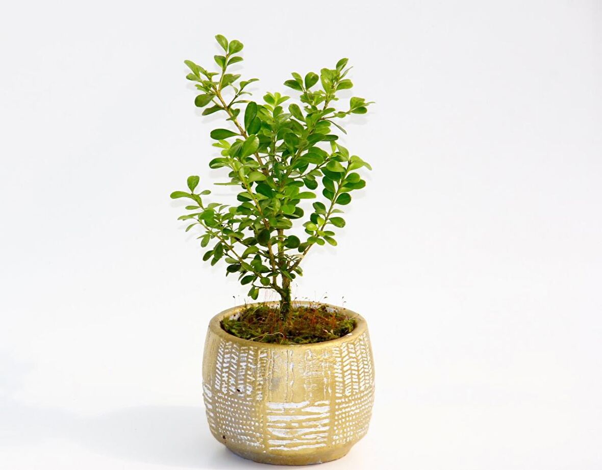 BONSAİ BUXUS - HEDİYELİK ARKAİK SAKSIDA