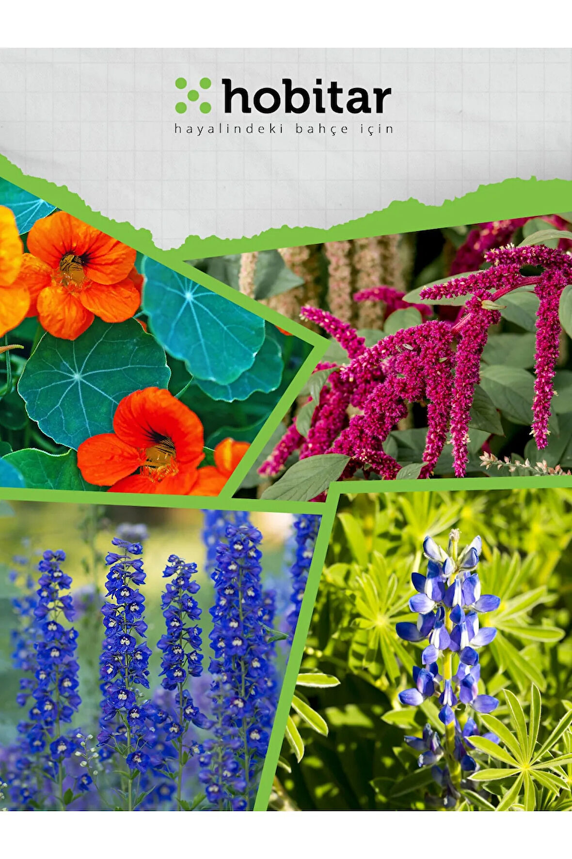 Hobitar Selvi Boylular Çiçek Tohumu Paketi - 4 Çeşit Çiçek Tohumu