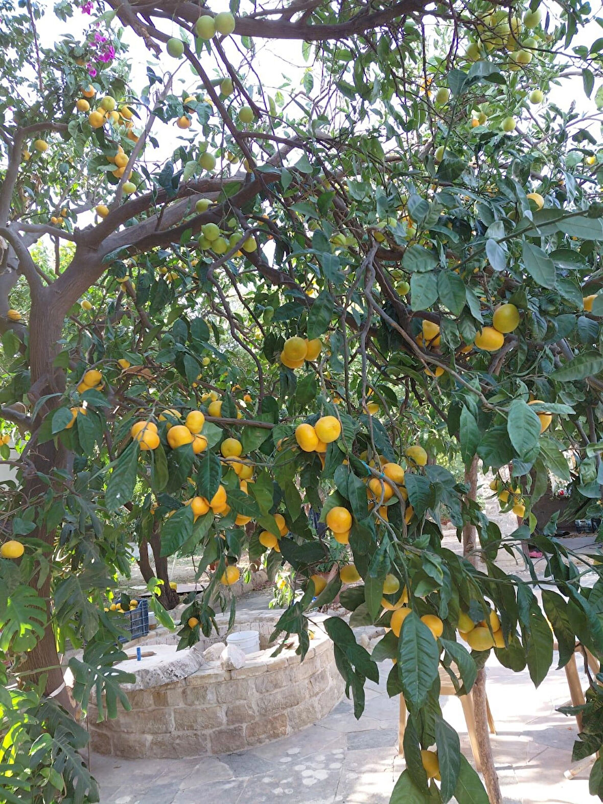 Hatay Mandalina 10 Kg %100 Yerli üretim 