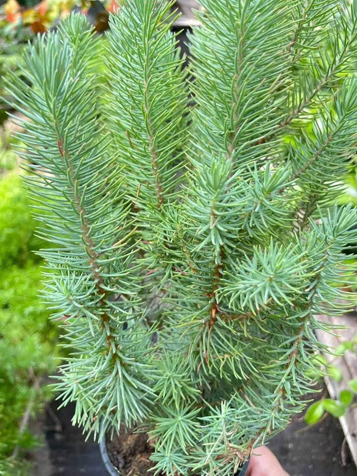 Doğal Güzellik: 1 Adet Fıstık Çamı Fidanı (Pinus pinea) - Dayanıklı ve Zarif 1-2 yaş tüplü