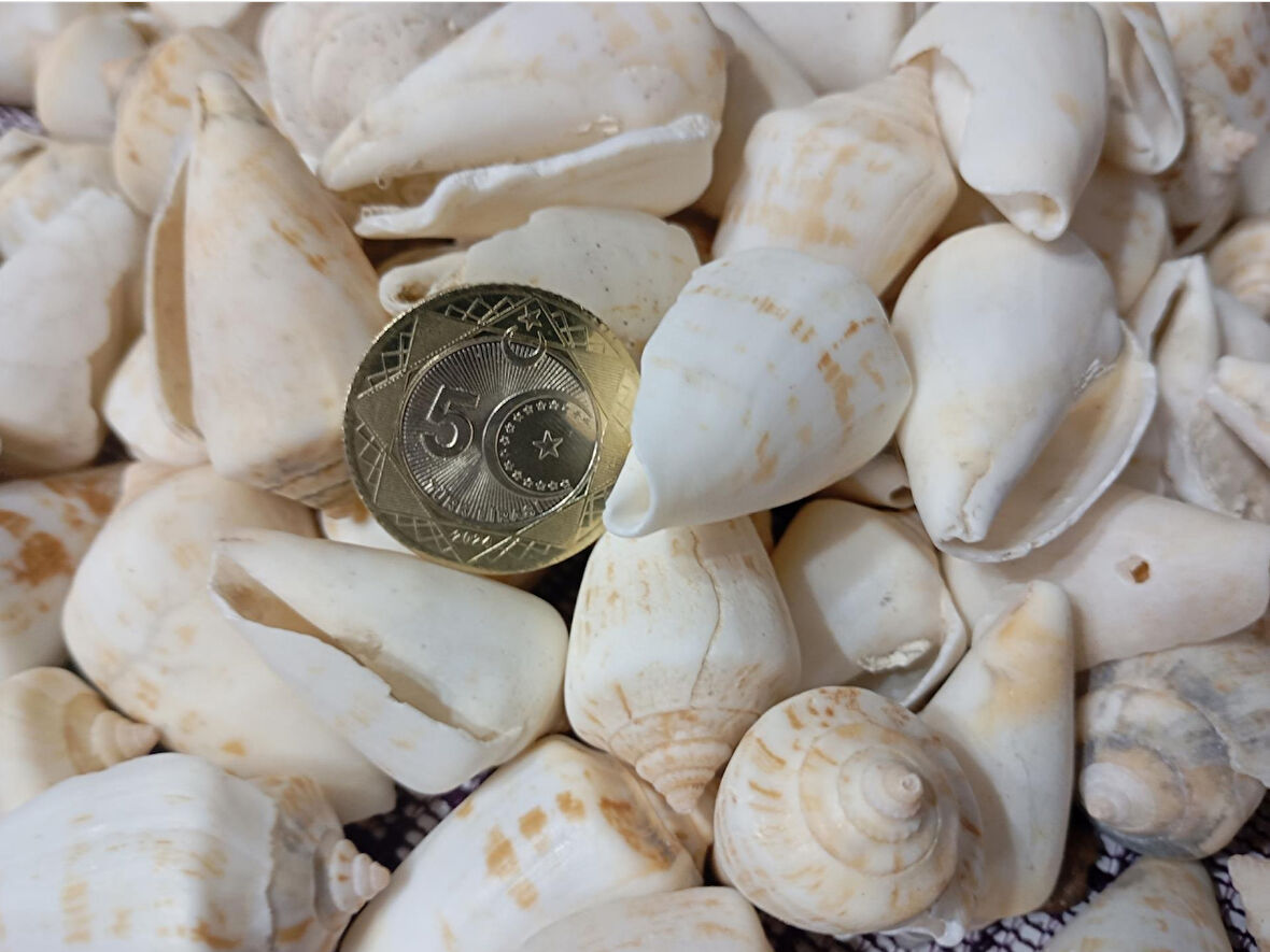 White Seula Kiloluk Deniz Kabuğu akvaryum 250 gr