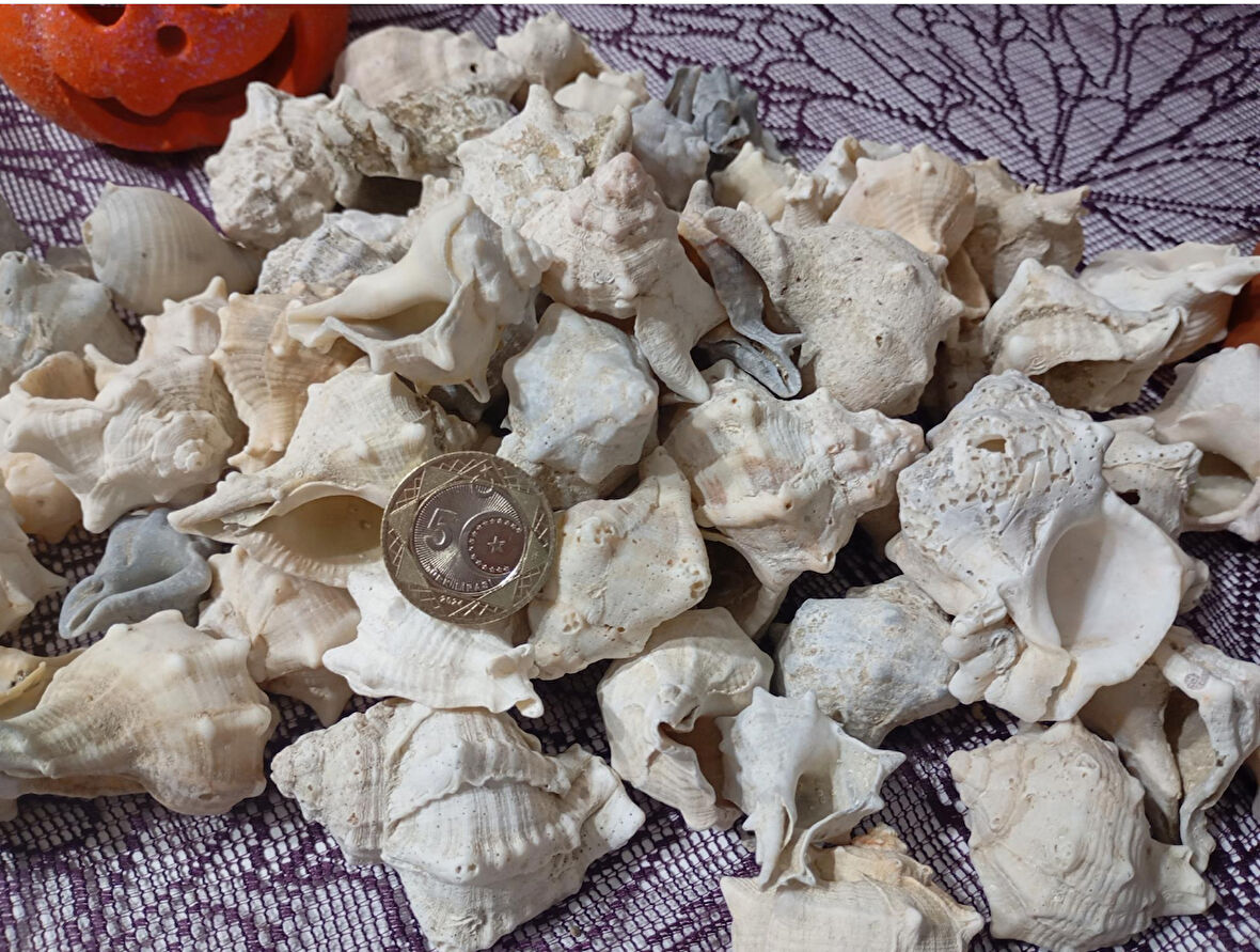 Melongena Deniz Kabuğu 250 gr