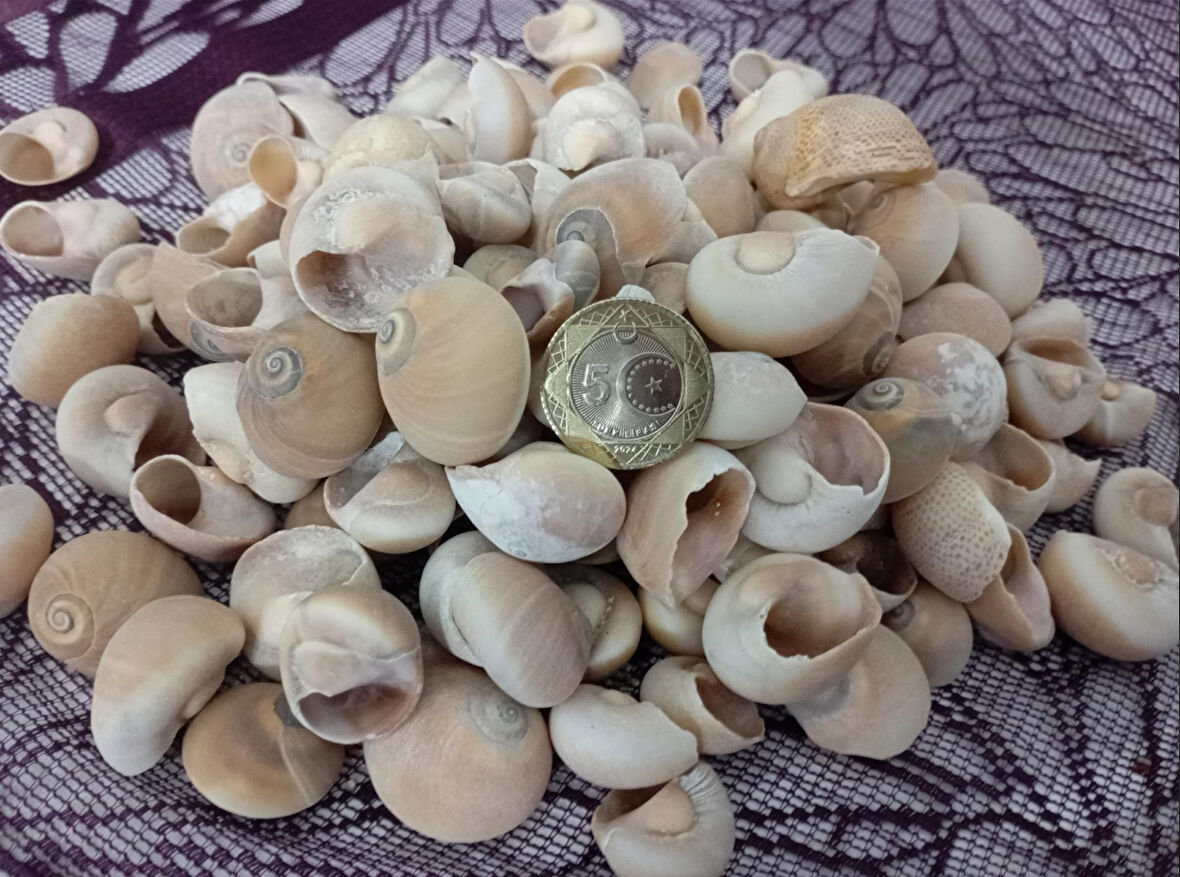 Ay Kabuğu Kahverengi (Moonshell Brown)Deniz Kabuğu (250 gr) Yerli 250 gr