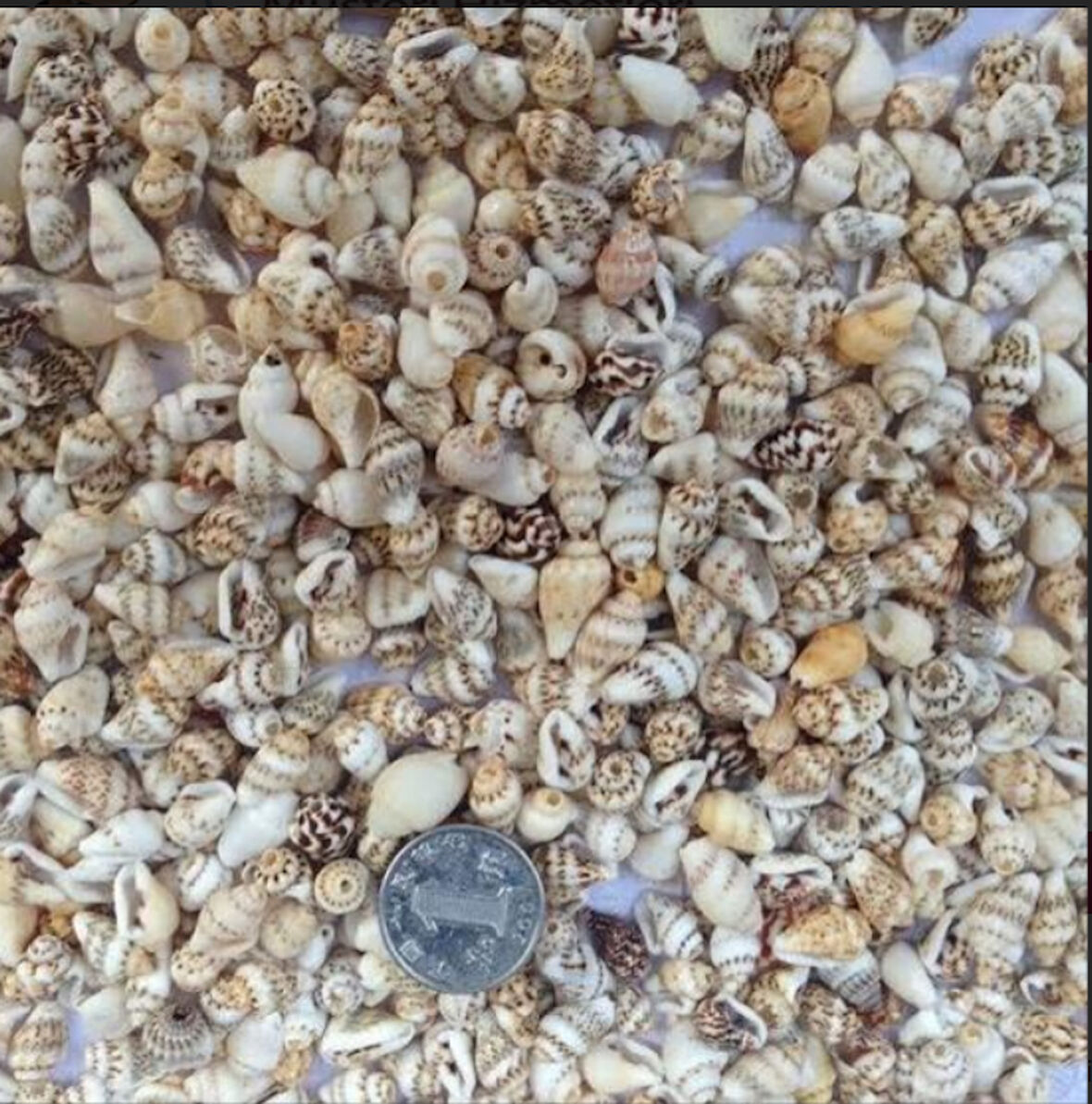 Mini deniz kabuğu 100 gr