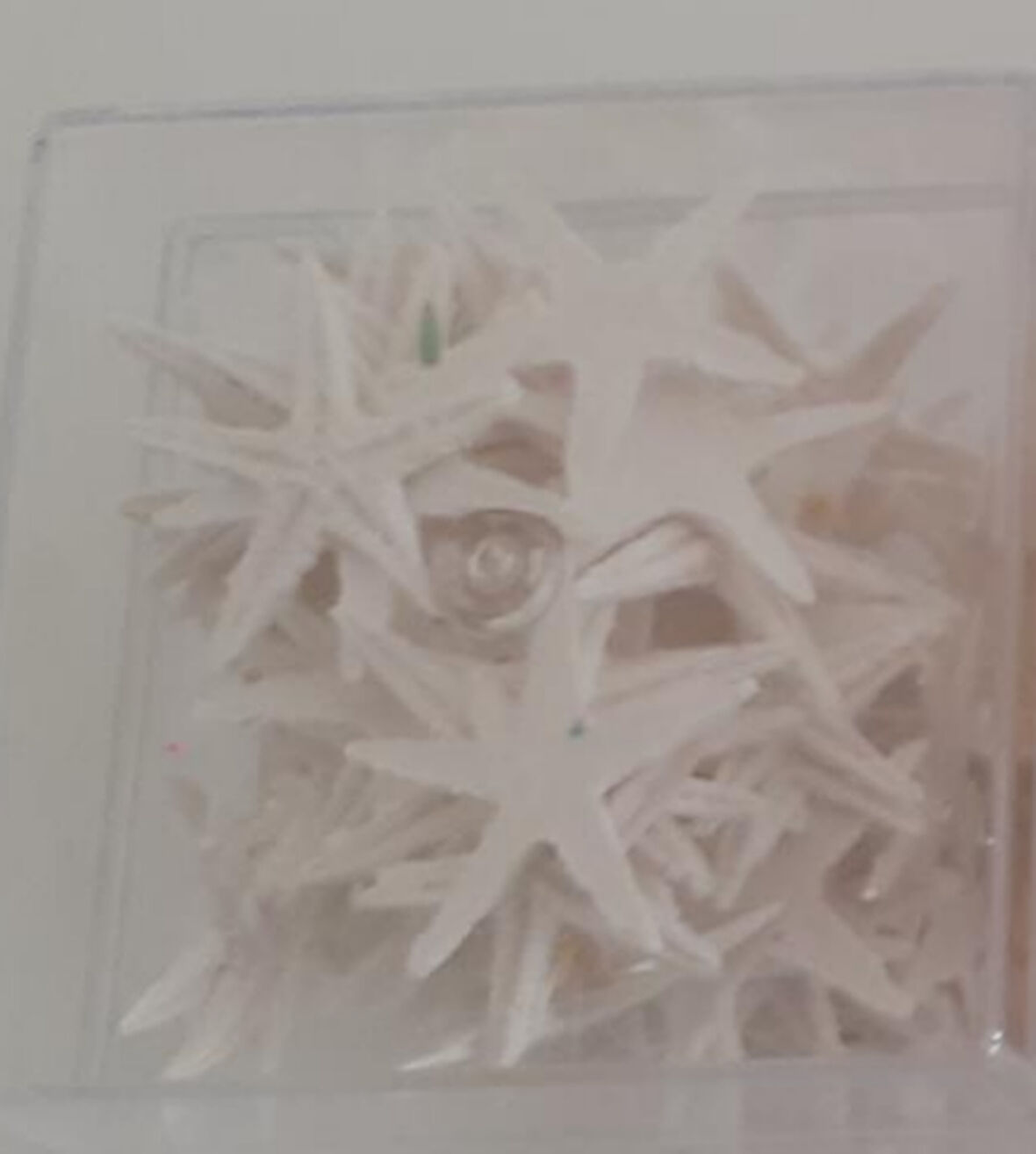 Beyaz  Minik Deniz yıldızı 100 lü kutu